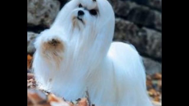 С ДНЁМ РОЖДЕНИЯ ОЛЕГ!!! смотреть онлайн