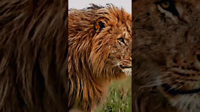 Царь зверей #дикиймир #лев #животные #хищник