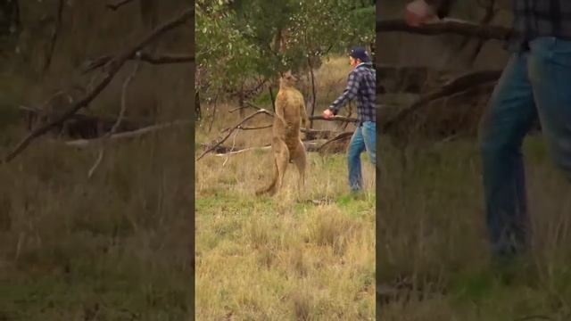 Кенгуру получила по харе) смотреть онлайн