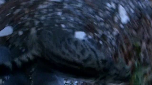 28_ 11_ 2014 г_СВИРСКОЕ УЩЕЛЬЕ_ПИКНИКОВЫЙ КОТ.mp4 смотреть онлайн