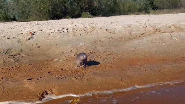 Ондатра.Часть 1.Немо ещё не в курсе,что он-водяная крыса) смотреть онлайн