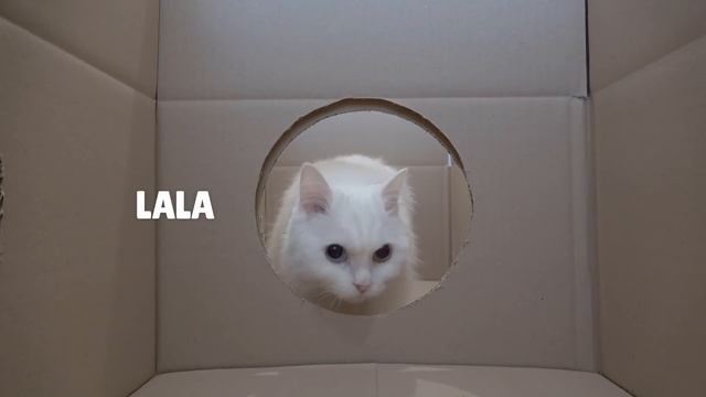 Box Maze Challenge! Think Outside the Box! | Kittisaurus смотреть онлайн