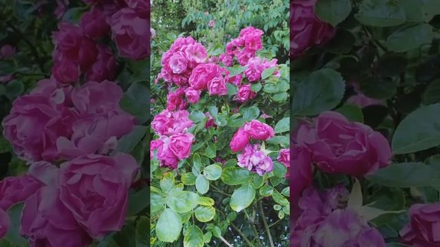 Как мне тут подсказали, роза Angela (Ангела/Анжела). Спасибо всем! смотреть онлайн