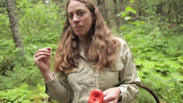 I Am A Mushroom Hunter | INDIE ALASKA смотреть онлайн