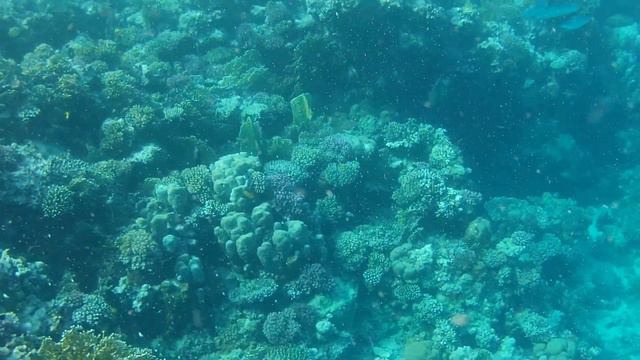 Marsa Alam Royal Brayka Beach Resort 2021 смотреть онлайн