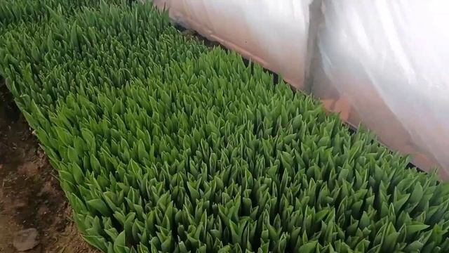 Выгонка тюльпанов к 8 марта и 14 февраля посадка тюльпанов в теплицу Tulip Distillation2021 смотреть онлайн