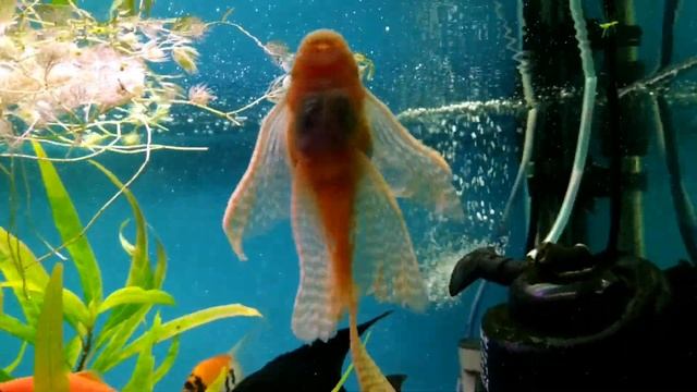 Сомик анциструса(самка) чистит стекла в аквариуме. смотреть онлайн