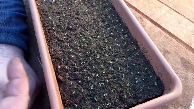 Первые всходы петунии,виолы. Что нужно сделать ? смотреть онлайн