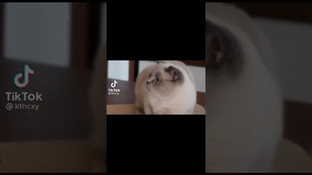 Как причинить коту психологическую травму смотреть онлайн