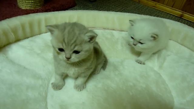 Британские кошки. Питомник ELENICAT*RU смотреть онлайн
