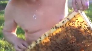 работа со среднерусской пчелой