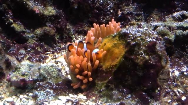 Кто ? Где ? Когда ? Зачем ? И Почему? Рыбка клоун ???? смотреть онлайн