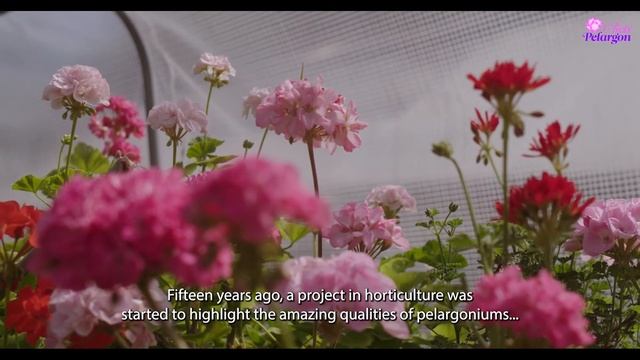Pelargonium Of The Year 2022: Calliope L Soft Coral
