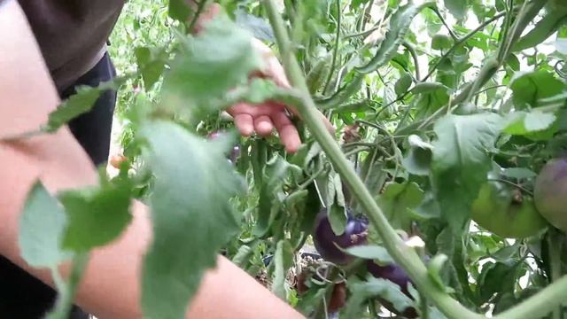 Это впечатляет! ТОМАТЫ у Валдиса - 110 сортов в одном видео! смотреть онлайн
