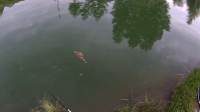 приманки для ловля форели: микроколебло, воблер, силикон смотреть онлайн