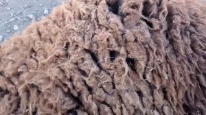 Продал  баранчика живым весом, какой будет выход мяса?