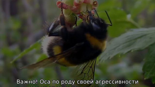 Породы животных: плюсы и минусы