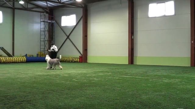 Открытый НТМ Головина Майя и Старо английская овчарка NEVSKOY OTRADY OLIVIA Блюз бродячих собак смотреть онлайн