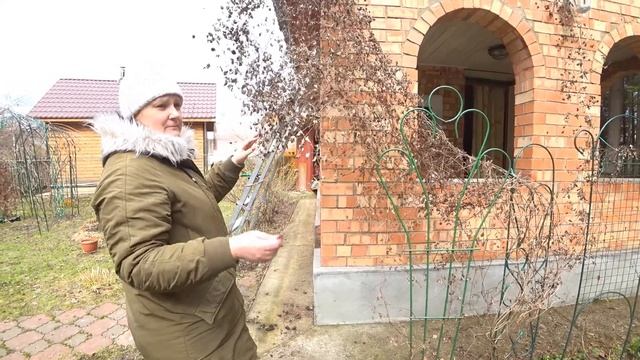 ОБРЕЗКА КЛЕМАТИСА PURPLE P ELEGANS' смотреть онлайн