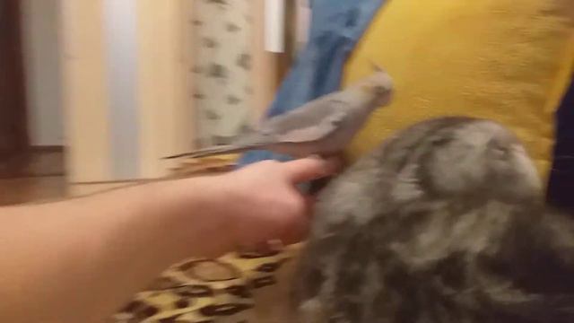 Корелла пытается поиграть с котом))) смотреть онлайн