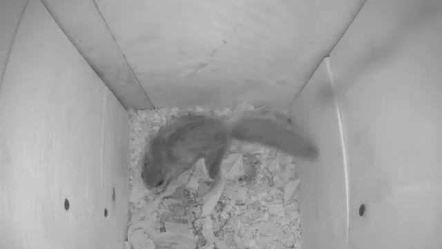 Flying Squirrel Again! смотреть онлайн