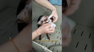 Как помыть голову йорку?