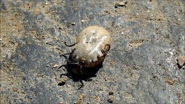Таёжный клещ (Ixodes persulcatus) смотреть онлайн