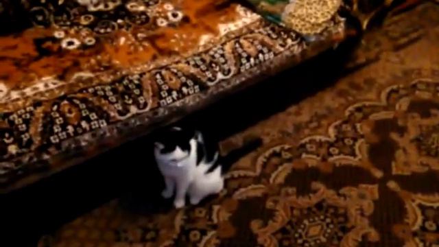 СМЕШНЫЕ КОТЫ И КОШКИ 2016 ВЕСЕЛЫЕ И ЗАБАВНЫЕ КОТЫ И КОШКИ 2016 #15 смотреть онлайн