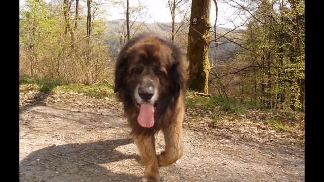 Leonberger Billy vom Palmenhain смотреть онлайн