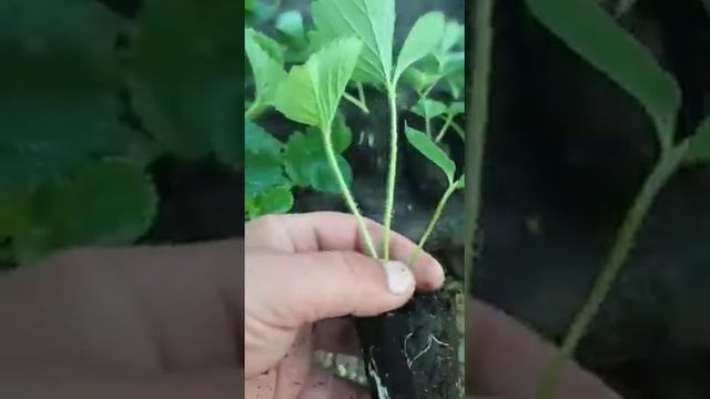 Клубника , кассетная рассада за 10 дней! смотреть онлайн