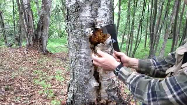 Finding, preparing and using chaga for fire смотреть онлайн