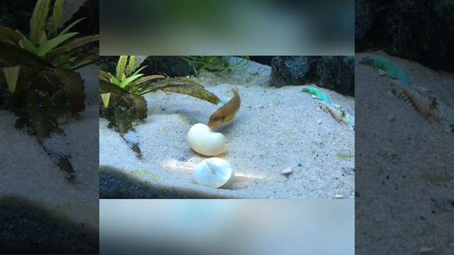 «Lamprologus» ocellatus "Gold" и новые ракушки Neothauma tanganyicense смотреть онлайн