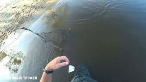 И снова в ПРОВОДКУ на реке. Ловля на пшеницу.
