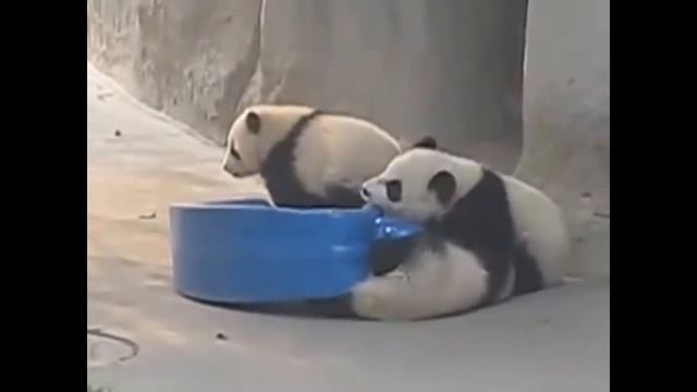 Funny Panda Смешное видео Смешные панды смотреть онлайн