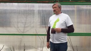 Хурма выращиваем в Воронеже