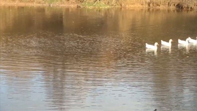 Последний жёлтый лист -2019 смотреть онлайн