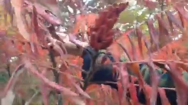Sumac (Rhus typhina)-Wild Edible Pink Lemonade смотреть онлайн