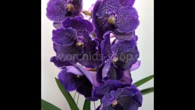 Обзор посылки с орхидеями Ванда из голландского магазина orchideeen-shop.nl смотреть онлайн