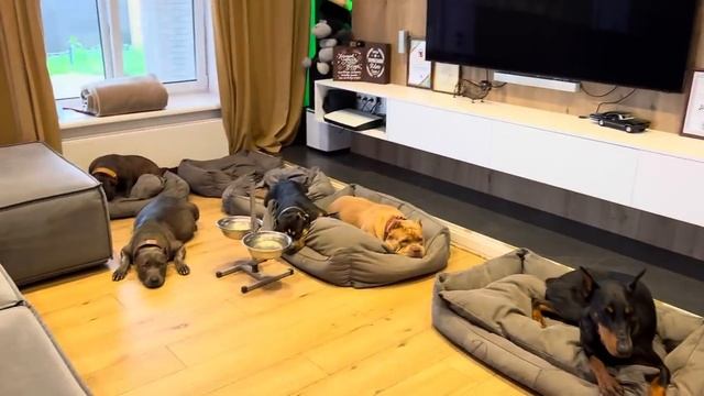 Бьем ли мы собак?? Как мы ругаем и наказываем собак? Не согласны? Пишите в коменты как надо смотреть онлайн