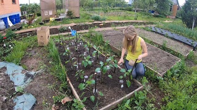 ДАЧА: 29-30 мая 2021 Высадила перцы, ель Коника, сирень. Парник #дача #перцы #парник #ольга1972 смотреть онлайн