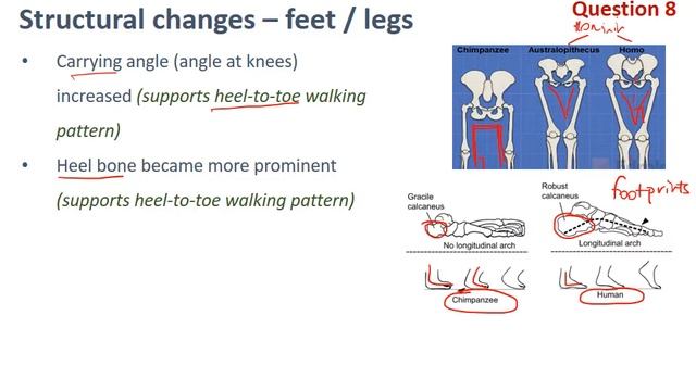 Trends in hominin evolution смотреть онлайн