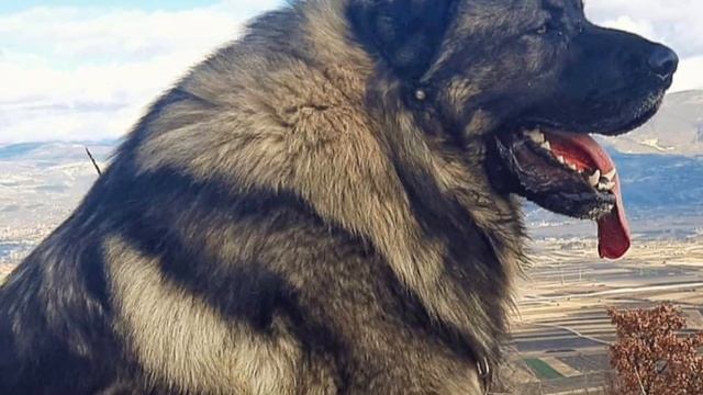 Sarplaninac Dog Breed - Facts and Information - Illyrian Shepherd Dog смотреть онлайн