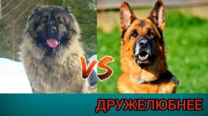 Кавказская овчарка против немецкой овчарки-КТО ПОБЕДИТ!//Батл собак//(A.B.B)