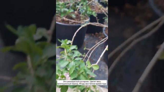 Ягоды годжи. смотреть онлайн