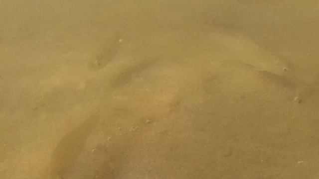 экшн камера Sjcam 4000 съемка под водой мальки язя