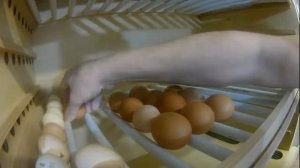 Поворот яиц при инкубации | Как правильно заложить яйца в инкубатор