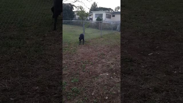 Blue Ash.This Blue Labrador is now 11 months and 87 Lbs смотреть онлайн