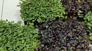 КАК ХРАНИТЬ МИКРОЗЕЛЕНЬ - БИЗНЕС НА МИКРОЗЕЛЕНИ 2022 - КАК ЗАРАБОТАТЬ ДОМА - ОГОРОД НА ОКНЕ