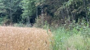 Охота - Шестой Выход  На Охоту на Косулю с Мелкашкой