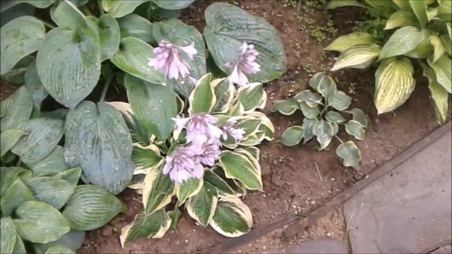 ХЛОРОЗ У ХОСТЫ. ЛЕЧЕНИЕ ХЛОРОЗА смотреть онлайн